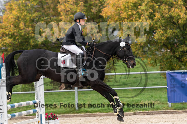 Goldene Schärpe 2020 - Pferde