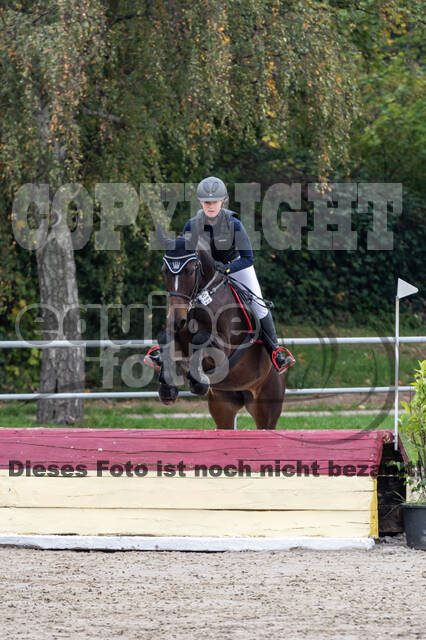 Goldene Schärpe 2020 - Pferde