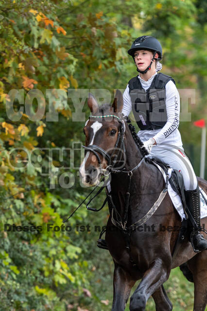 Goldene Schärpe 2020 - Pferde