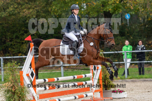 Goldene Schärpe 2020 - Pferde