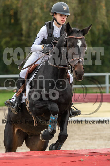 Goldene Schärpe 2020 - Pferde