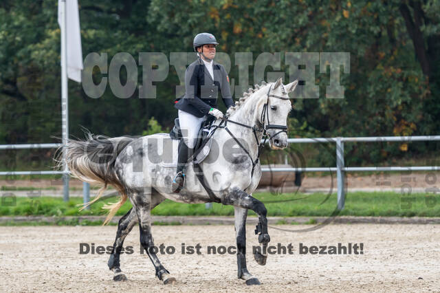 Goldene Schärpe 2020 - Pferde