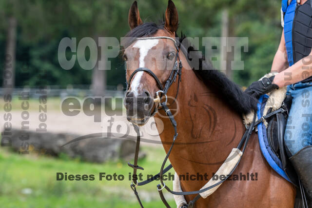 Hunter Geländetraining 10.07.2021 (Sonsbeck)