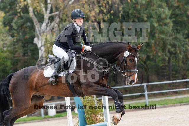 Goldene Schärpe 2020 - Pferde