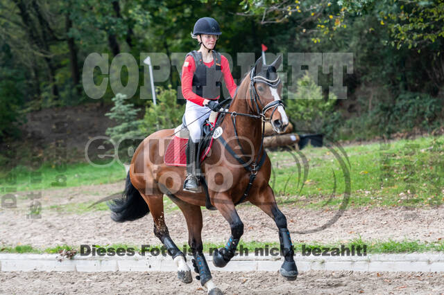 Goldene Schärpe 2020 - Pferde