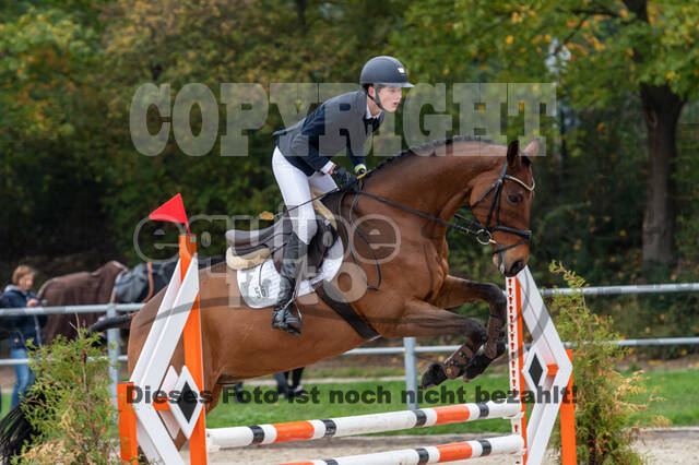 Goldene Schärpe 2020 - Pferde