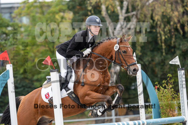 Goldene Schärpe 2020 - Pferde