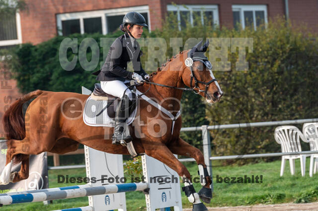 Goldene Schärpe 2020 - Pferde