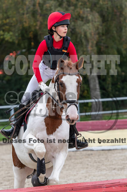 Goldene Schärpe 2020 - Pferde