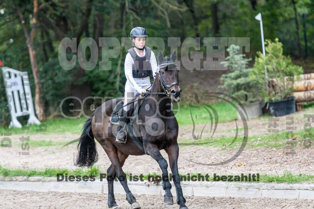 Goldene Schärpe 2020 - Pferde