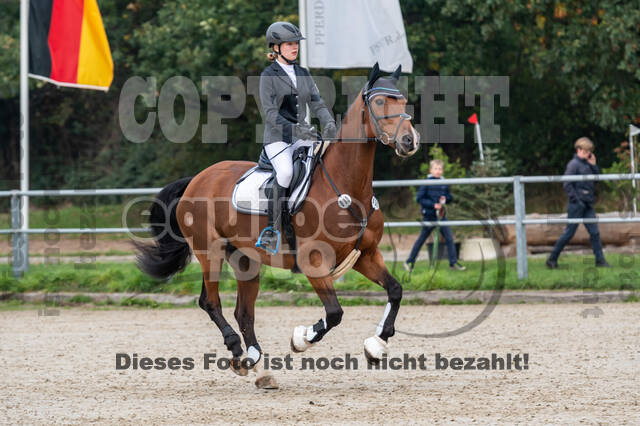 Goldene Schärpe 2020 - Pferde