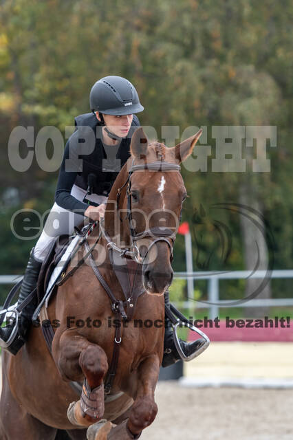 Goldene Schärpe 2020 - Pferde