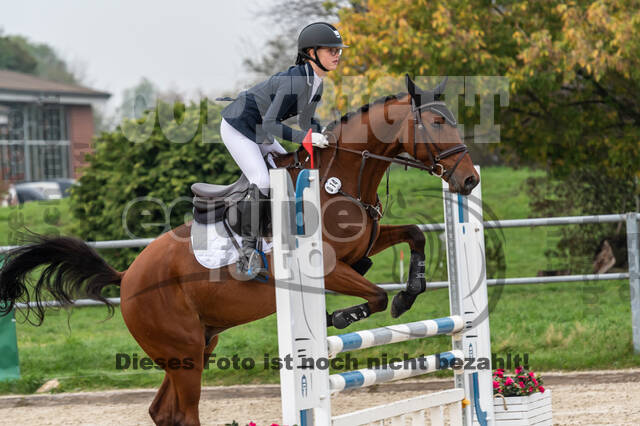 Goldene Schärpe 2020 - Pferde