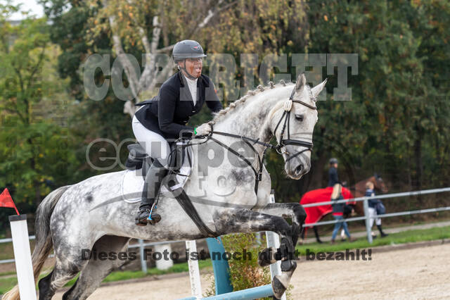 Goldene Schärpe 2020 - Pferde