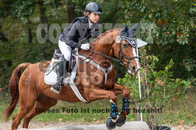 Goldene Schärpe 2020 - Pferde