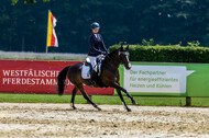 Goldene Schärpe 2021 - Ponys