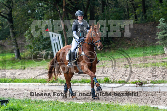 Goldene Schärpe 2020 - Pferde