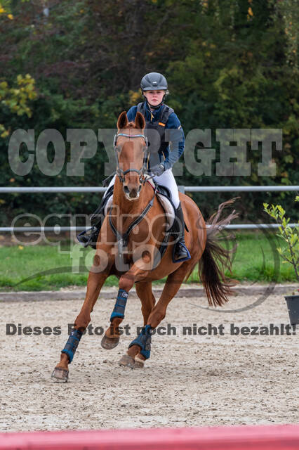 Goldene Schärpe 2020 - Pferde