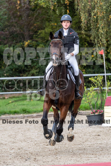 Goldene Schärpe 2020 - Pferde