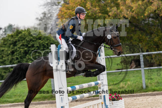 Goldene Schärpe 2020 - Pferde