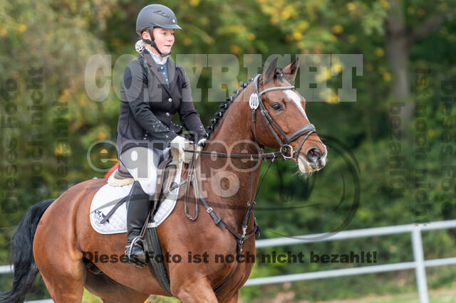 Goldene Schärpe 2020 - Pferde