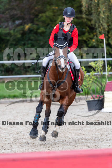 Goldene Schärpe 2020 - Pferde