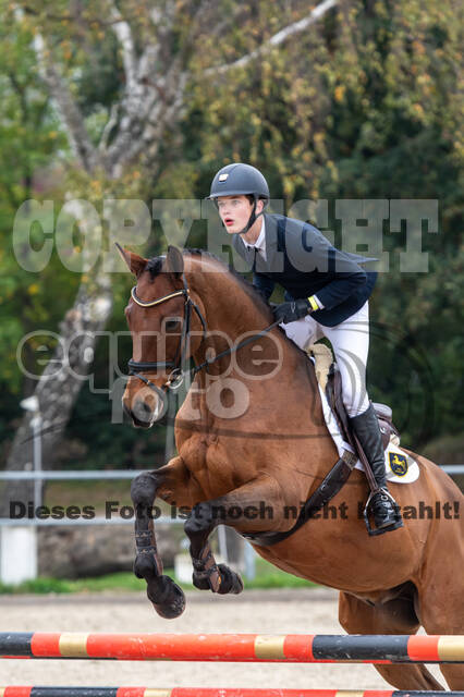 Goldene Schärpe 2020 - Pferde