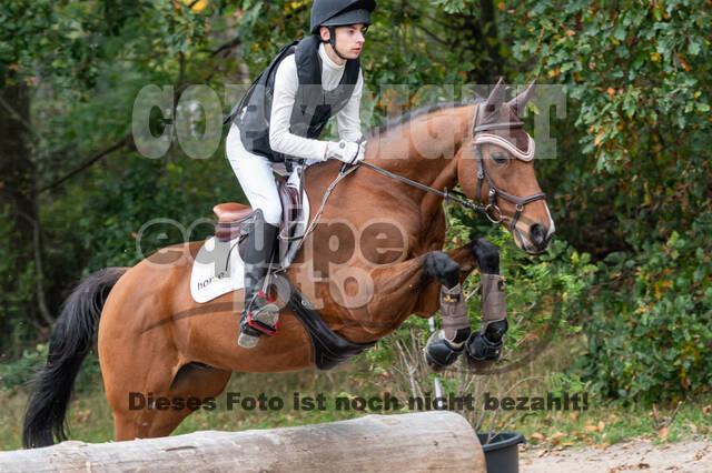 Goldene Schärpe 2020 - Pferde