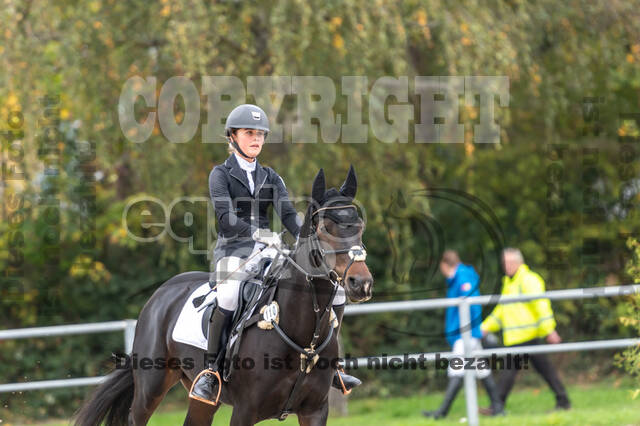 Goldene Schärpe 2020 - Pferde