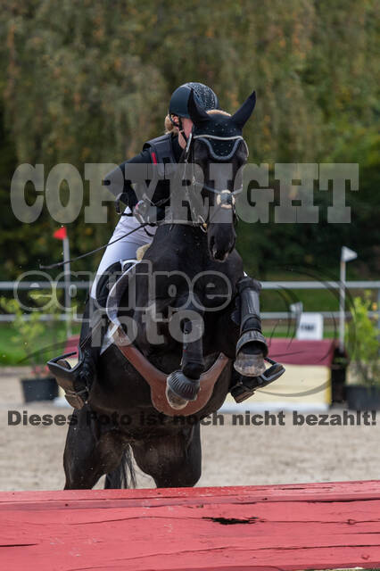 Goldene Schärpe 2020 - Pferde