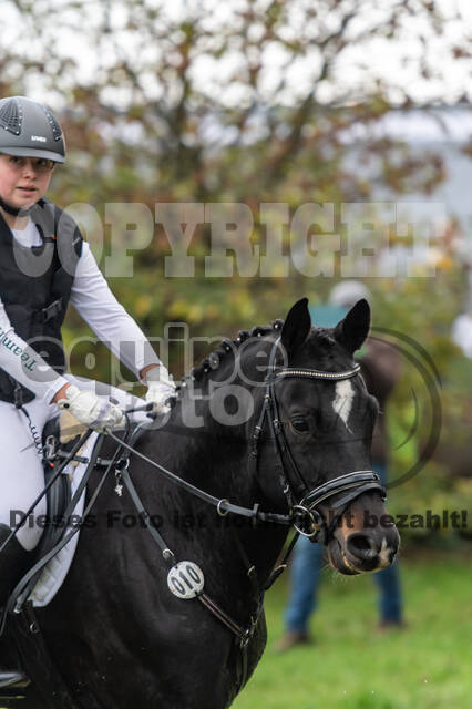 Goldene Schärpe 2020 - Pferde