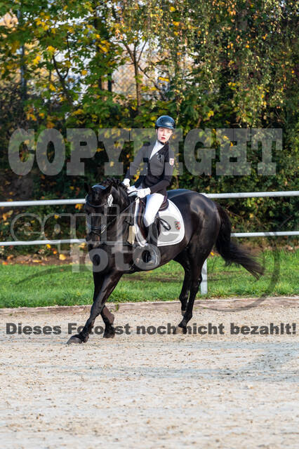 Goldene Schärpe 2020 - Pferde