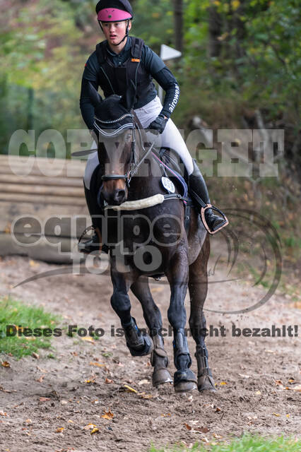 Goldene Schärpe 2020 - Pferde