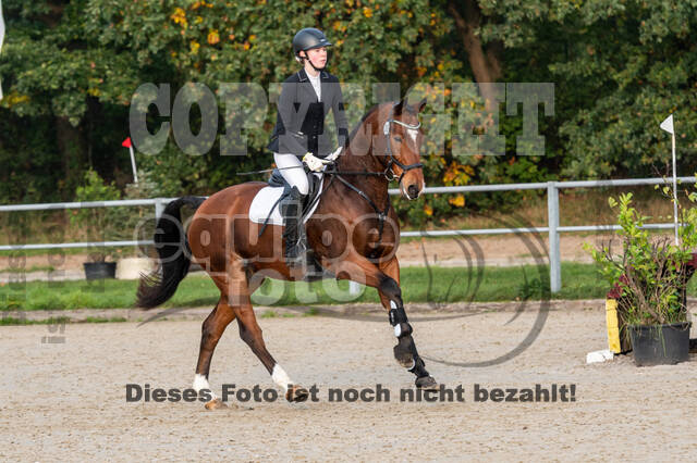 Goldene Schärpe 2020 - Pferde