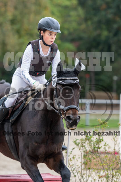 Goldene Schärpe 2020 - Pferde