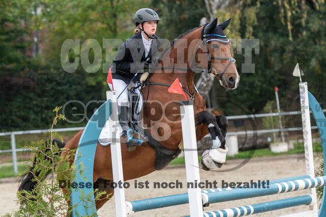 Goldene Schärpe 2020 - Pferde