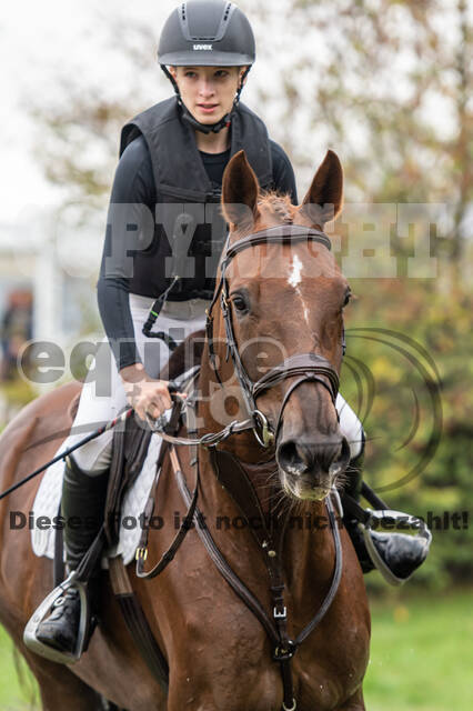 Goldene Schärpe 2020 - Pferde