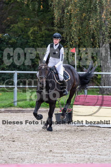 Goldene Schärpe 2020 - Pferde