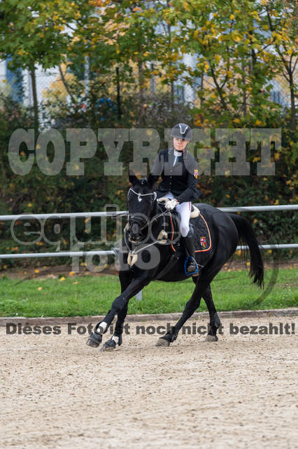 Goldene Schärpe 2020 - Pferde