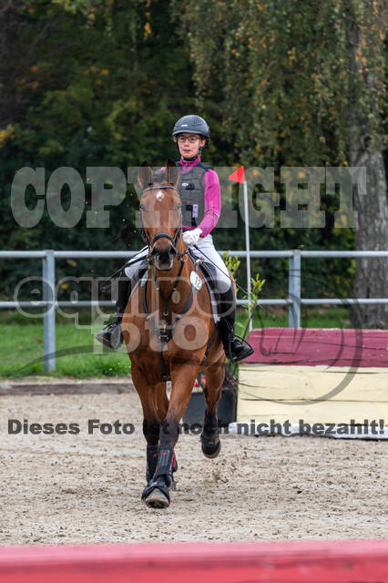 Goldene Schärpe 2020 - Pferde