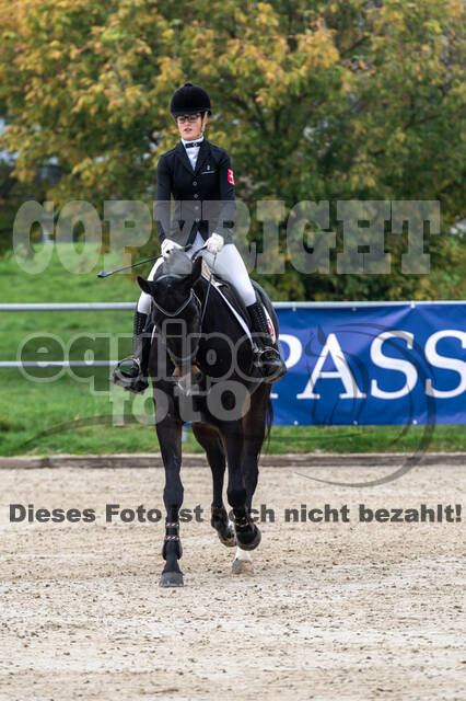 Goldene Schärpe 2020 - Pferde