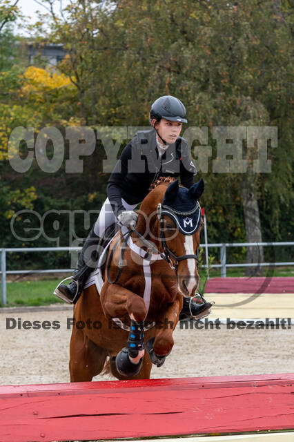 Goldene Schärpe 2020 - Pferde