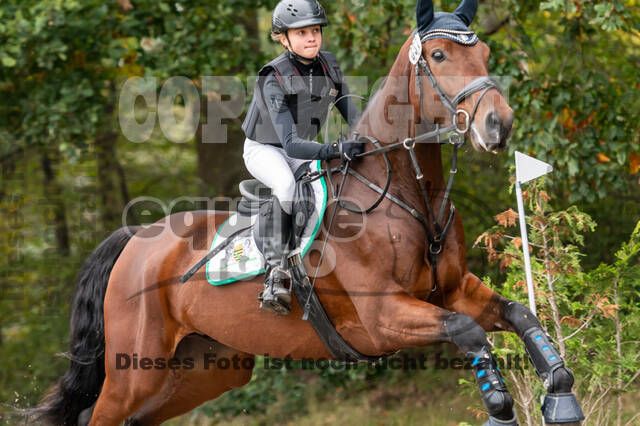 Goldene Schärpe 2020 - Pferde