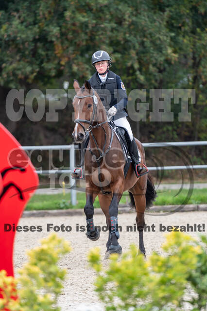 Goldene Schärpe 2020 - Pferde