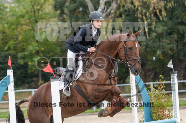 Goldene Schärpe 2020 - Pferde