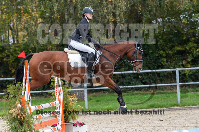 Goldene Schärpe 2020 - Pferde