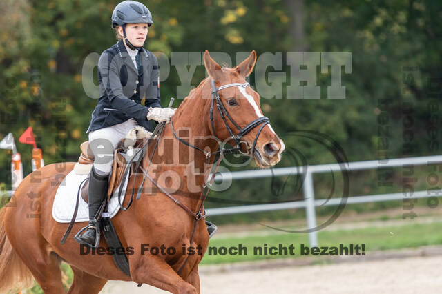 Goldene Schärpe 2020 - Pferde