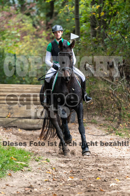 Goldene Schärpe 2020 - Pferde