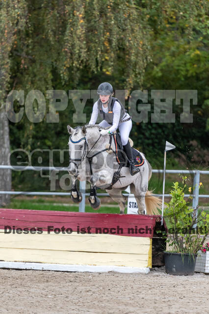 Goldene Schärpe 2020 - Pferde