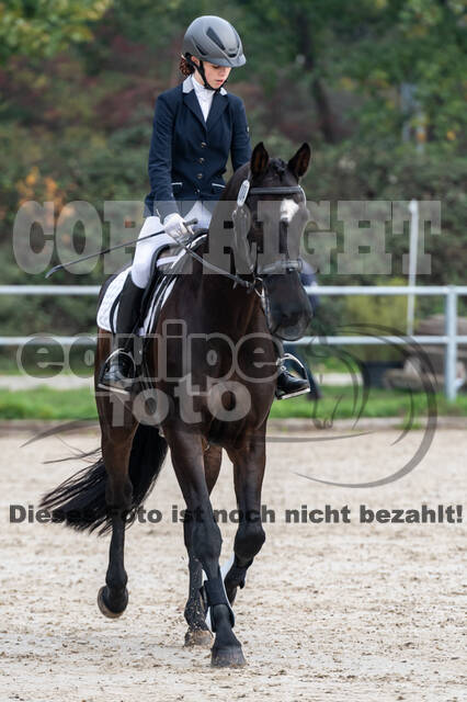 Goldene Schärpe 2020 - Pferde